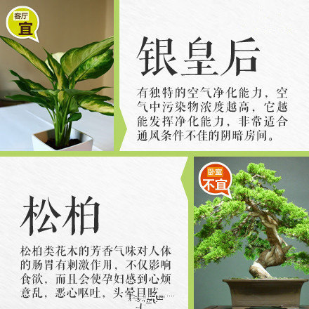 哪些綠植適合放在室內(nèi)？南寧花藝師培訓(xùn)學(xué)校盤點(diǎn)清單