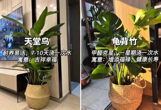 適合放在客廳的綠植，廣西花藝綠植培訓(xùn)分享