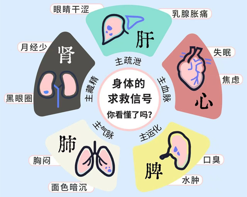 南寧專業(yè)美容管理學校：五臟六腑如何管理？