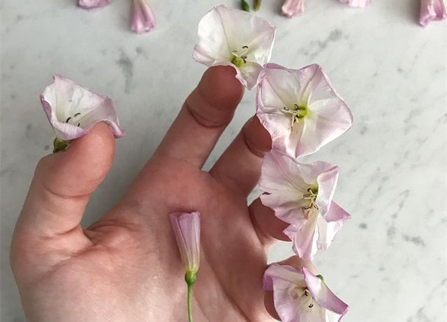 植物藝術(shù)美甲，南寧美甲造型設(shè)計培訓(xùn)分享