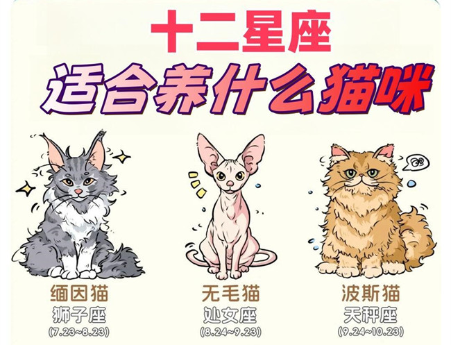 12星座適合養(yǎng)什么貓咪？